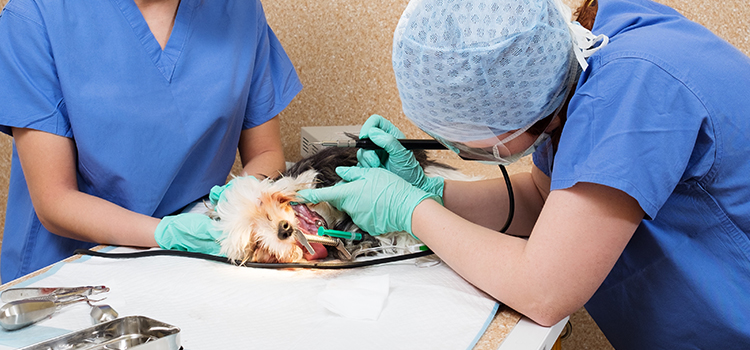 Aspen Hill animal hospital veterinary surgical-process