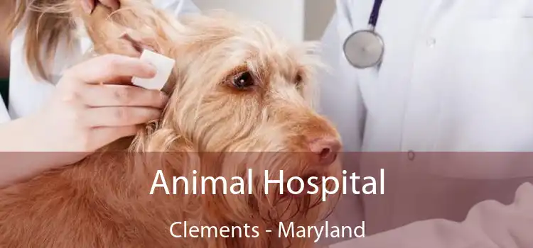 Animal Hospital Clements - Maryland