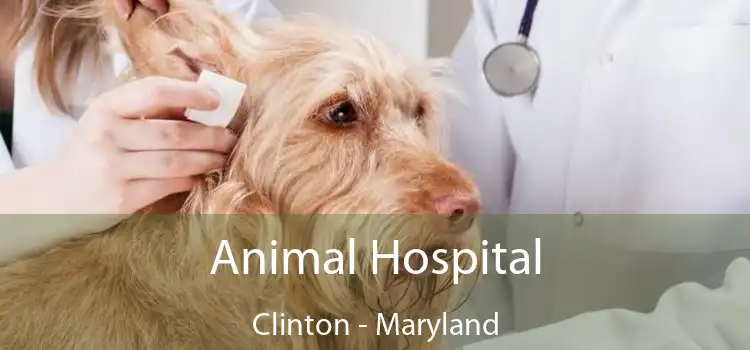 Animal Hospital Clinton - Maryland