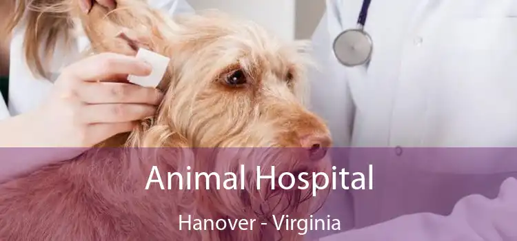 Animal Hospital Hanover - Virginia