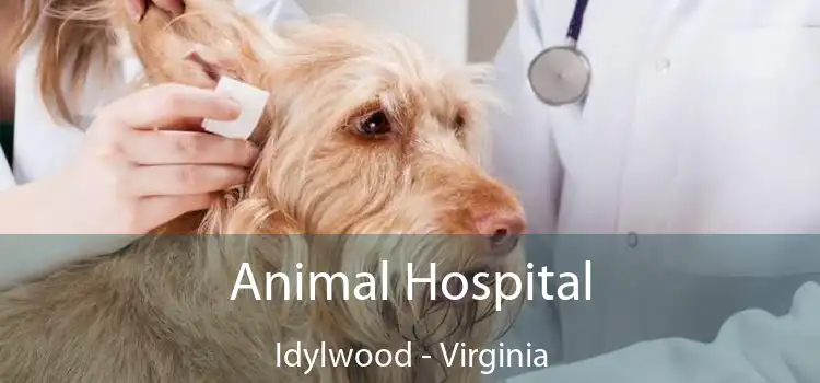 Animal Hospital Idylwood - Virginia