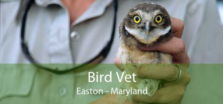 Bird Vet Easton - Emergency Exotic Avian Vet Near Me