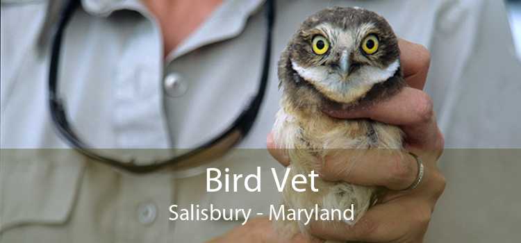 Bird Vet Salisbury - Emergency Exotic Avian Vet Near Me