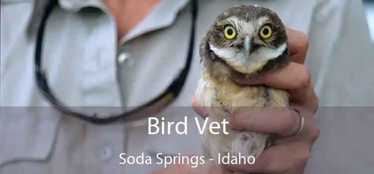 Bird Vet Soda Springs - Idaho