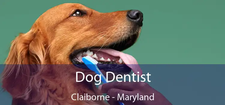 Dog Dentist Claiborne - Maryland