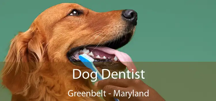 Dog Dentist Greenbelt - Maryland