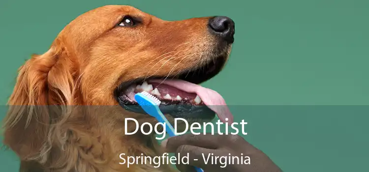 Dog Dentist Springfield - Virginia