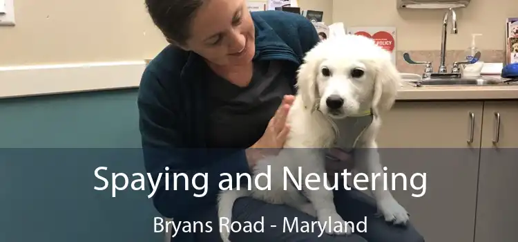 Spaying and Neutering Bryans Road - Maryland