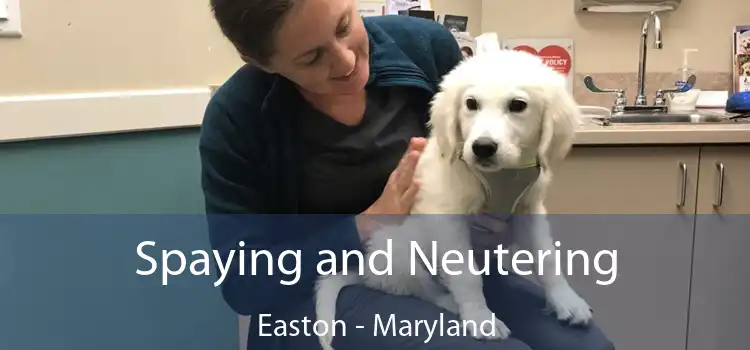 Spaying and Neutering Easton - Maryland