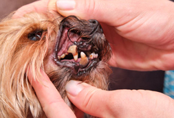 Andrews Air Force Base Dog Dentist