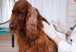 Dog Vaccinations in Lochearn