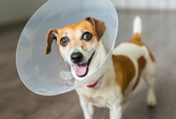 Annapolis Neck Spaying and Neutering